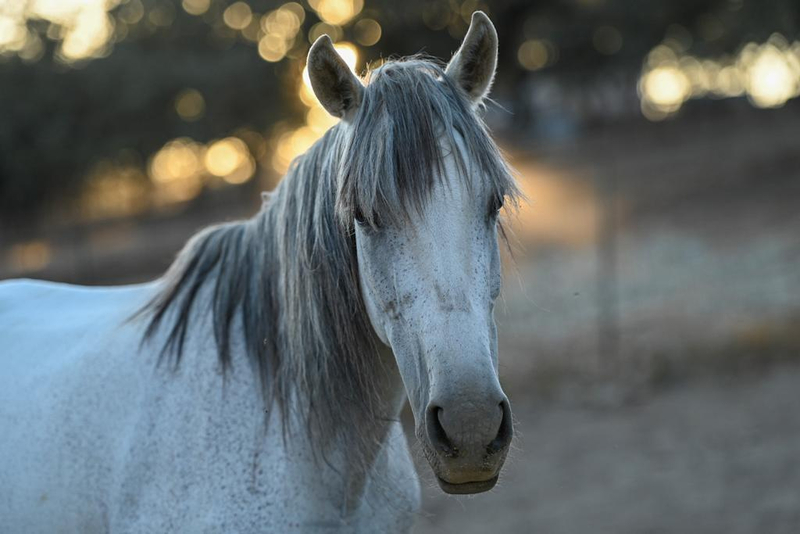 Venta  Lote de Yeguas PRE distintas edades - Caballos Pura Raza Española (P.R.E.) EMPTY