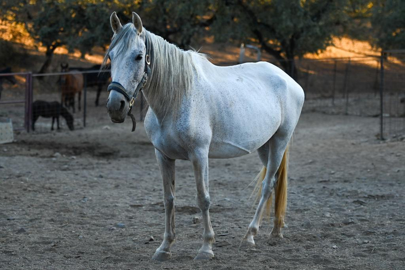 Venta  Lote de Yeguas PRE distintas edades - EMPTY