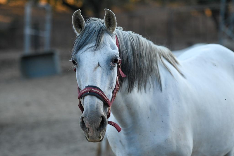 Venta  Lote de Yeguas PRE distintas edades