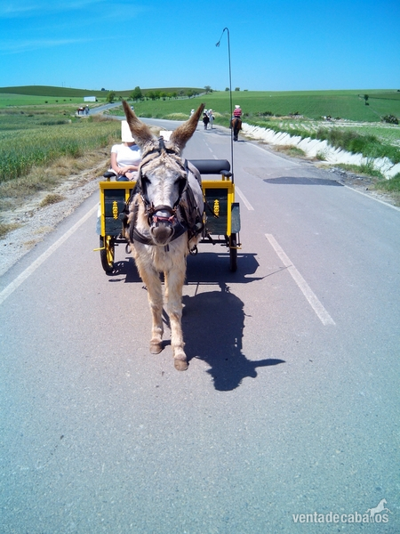 vendo o cambio burra con charret in 