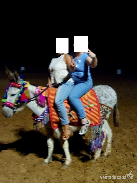 Burros Andaluz - vendo o cambio burra con charret