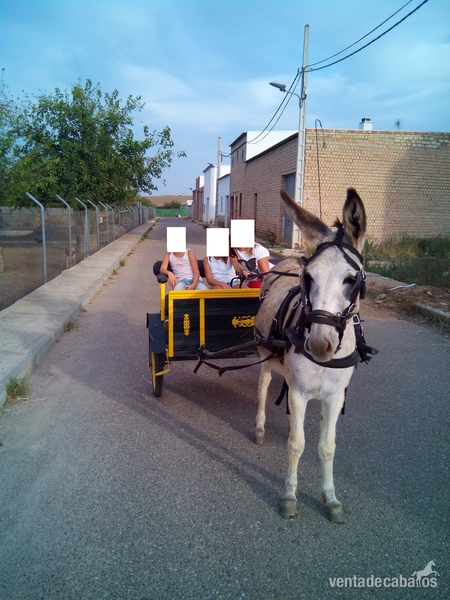 vendo o cambio burra con charret - Burros Andaluz