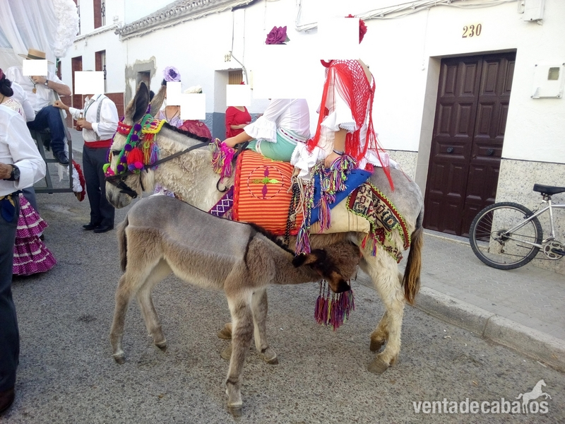 vendo o cambio burra con charret - Andaluz
