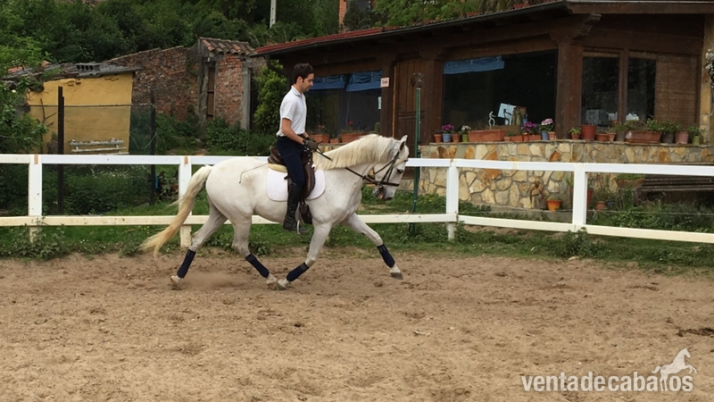 venta de caballo P.R.E. in 