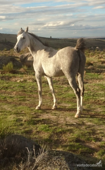 Yegua pura raza arabe in 