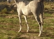 Yegua pura raza arabe
