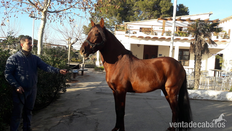 Espectacular caballo Alazán  in 