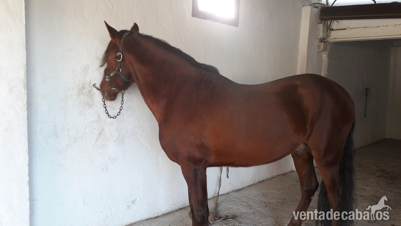 Caballos Enteros Español - Espectacular caballo Alazán 