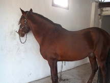 Espectacular caballo Alazán