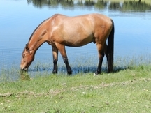 Potro Hispano-Árabe en venta