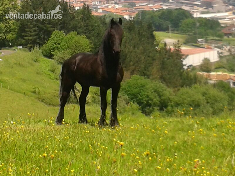 se vende frison in 