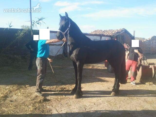 Frisón