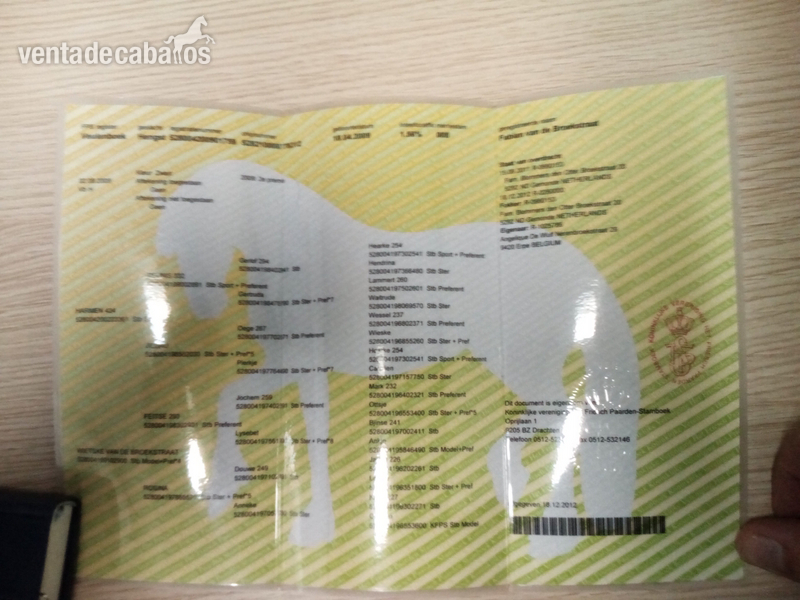 Caballos Capados Frisón - se vende frison