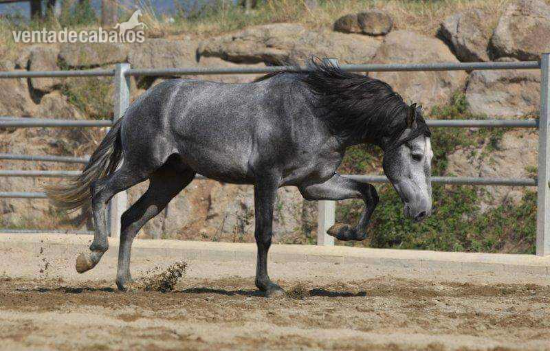 Vendo caballo   in 