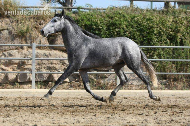 Caballos Pura Raza Española (P.R.E.) Pura Raza Española - Vendo caballo  