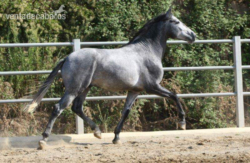 Vendo caballo   - Caballos Pura Raza Española (P.R.E.) Pura Raza Española