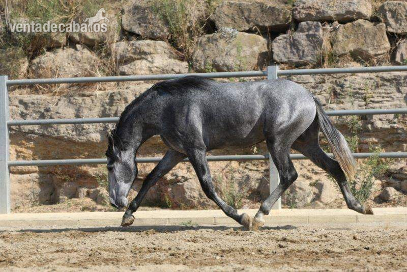 Vendo caballo   - Pura Raza Española