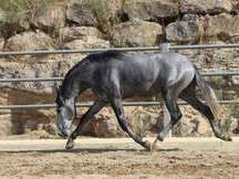 Vendo caballo  