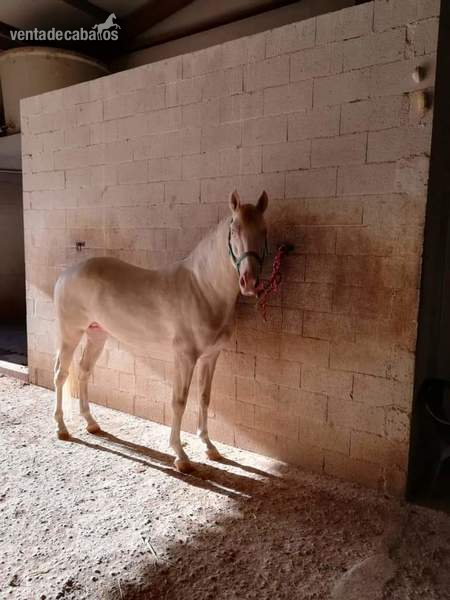VENTA DE POTRO ALBINO in 