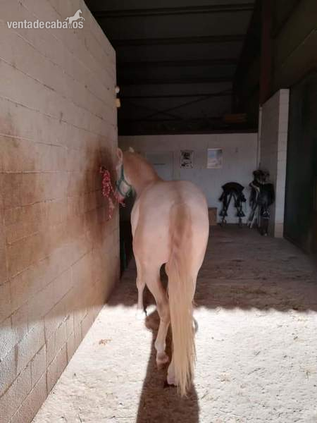 Lusitano