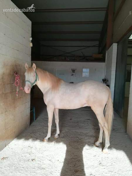 Lusitano {TYPE}