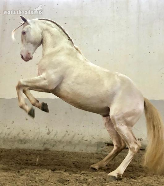Potros Lusitano - VENTA DE POTRO ALBINO