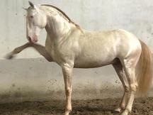 VENTA DE POTRO ALBINO