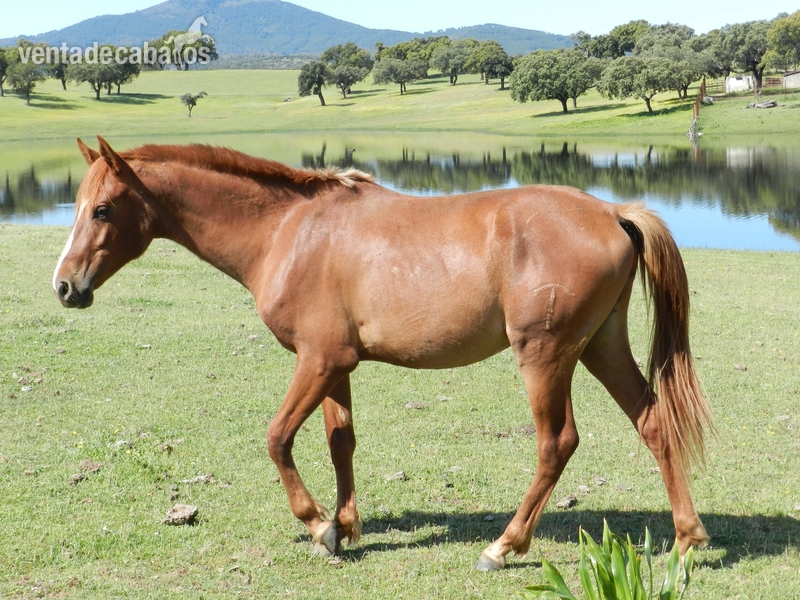 Potro Hispano-Árabe en venta in 
