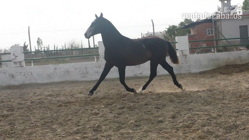 Pura Raza Española {TYPE}