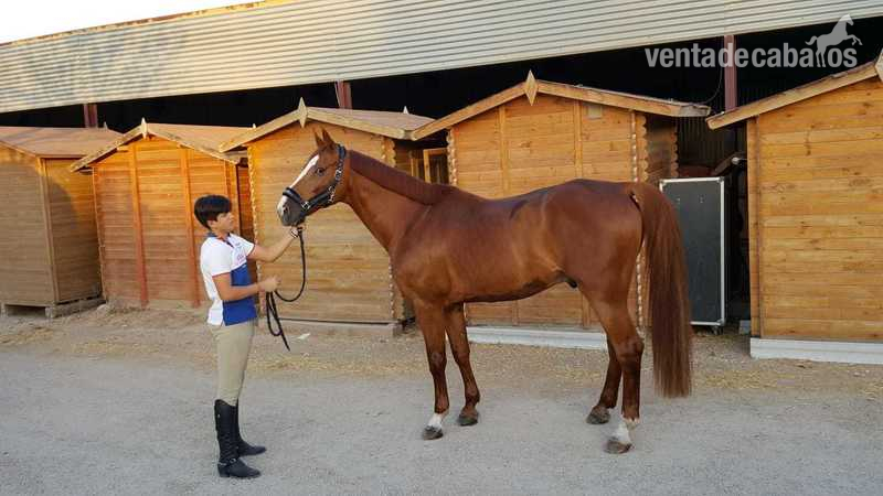 vendo caballo KWPN de salto in 