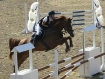 vendo caballo KWPN de salto
