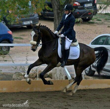 YEGUA KWPN EN VENTA in 