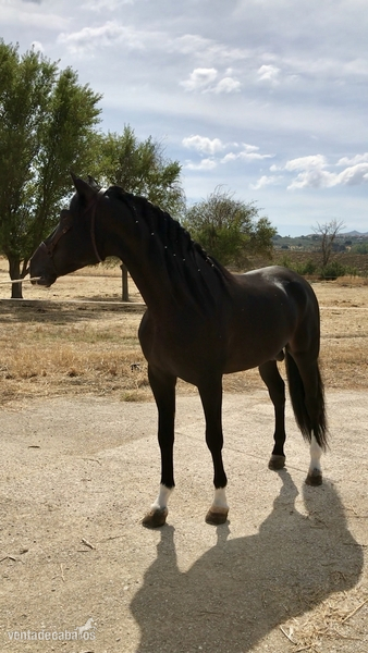 Caballos Pura Raza Española (P.R.E.) Pre - ESPECTACULAR POTRO NEGRO DE P.R.E