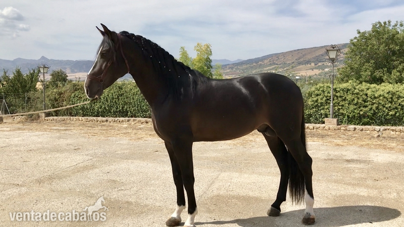 ESPECTACULAR POTRO NEGRO DE P.R.E - Pre