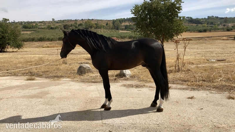 ESPECTACULAR POTRO NEGRO DE P.R.E - Caballos Pura Raza Española (P.R.E.)