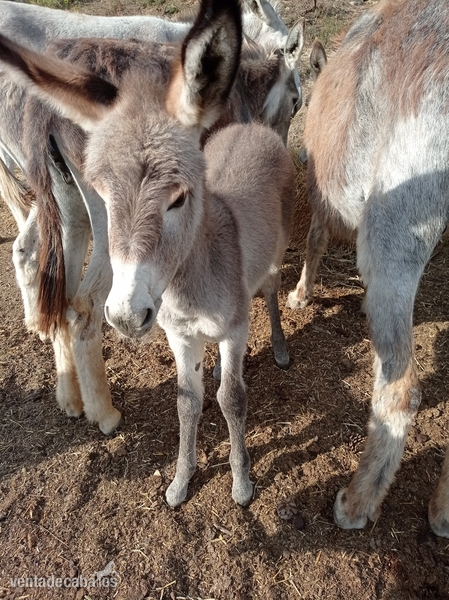Burros/Rucs de todas las edades in 