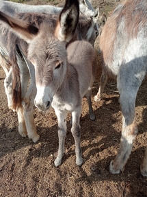 Burros/Rucs de todas las edades