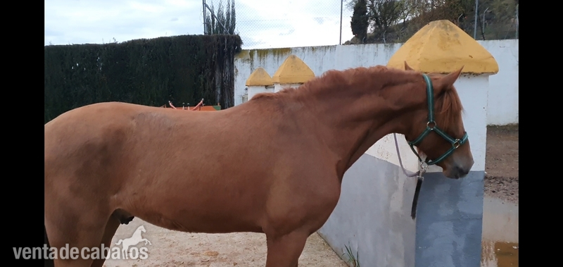 Pura Raza Española {TYPE}