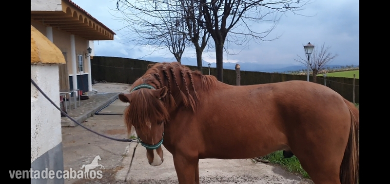 Caballos Pura Raza Española (P.R.E.) Pura Raza Española - Potro PRE alazan