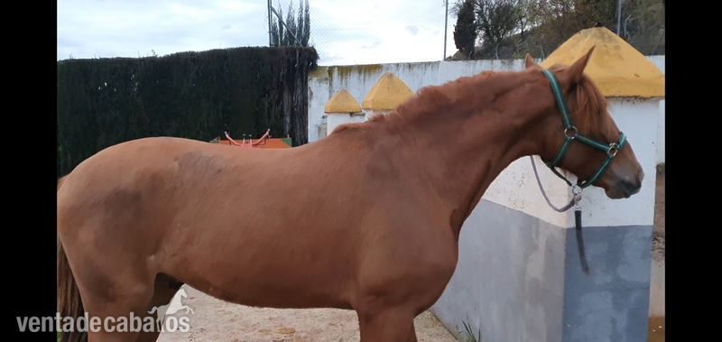 Potro PRE alazan - Pura Raza Española