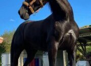 CABALLO CRUZADO CASTRADO 9 AÑOS 