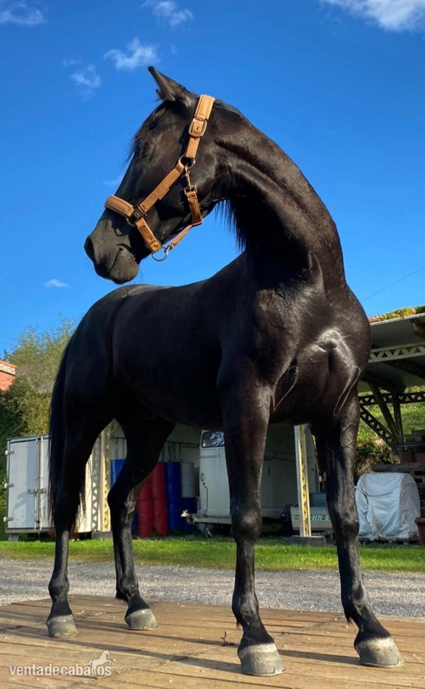 CABALLO CRUZADO CASTRADO 9 AÑOS  in 