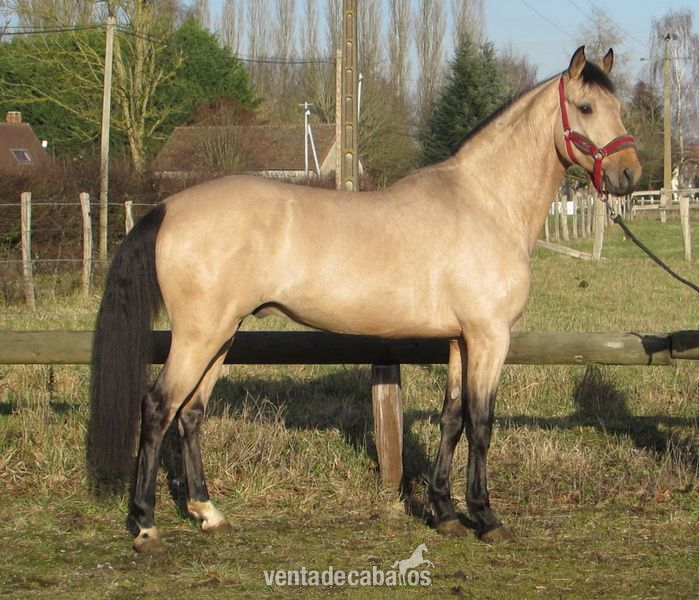  caballo IRINEU entero lusitano in 