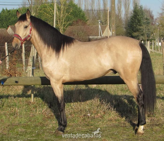 Lusitano