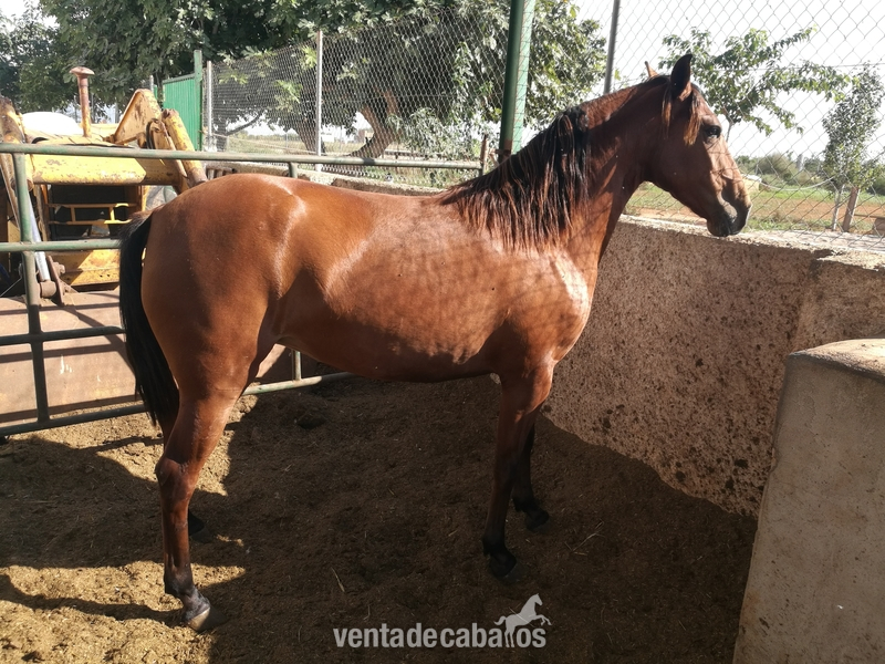 Lusitana