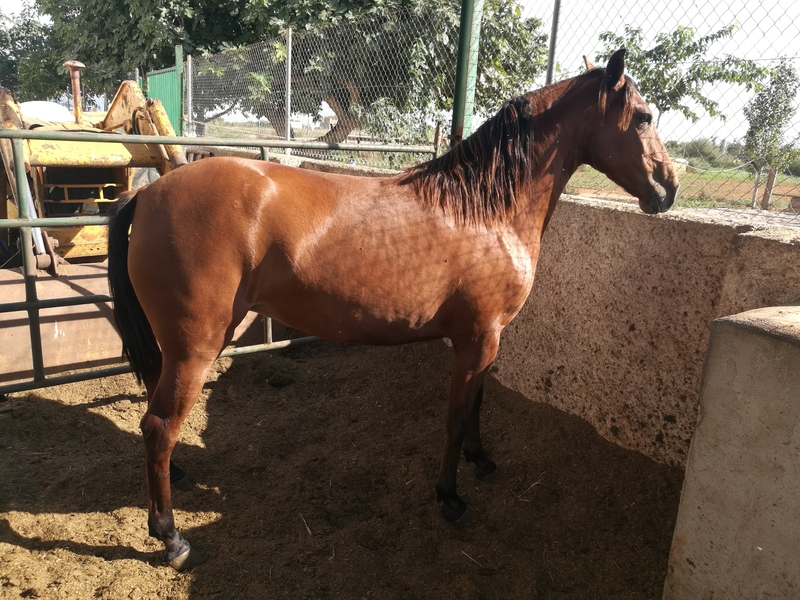 Lusitana