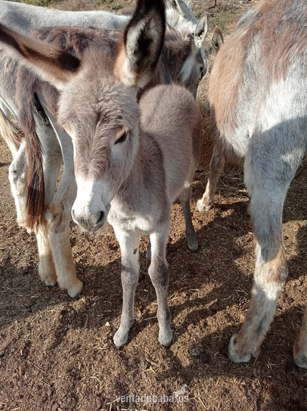 Burros/Rucs de todas las edades in 
