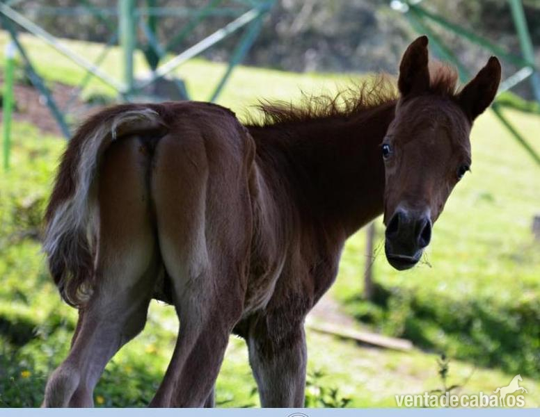 Caballos Árabes Arabe - yeguas potros y potras