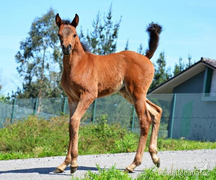 yeguas potros y potras - Caballos Árabes Arabe
