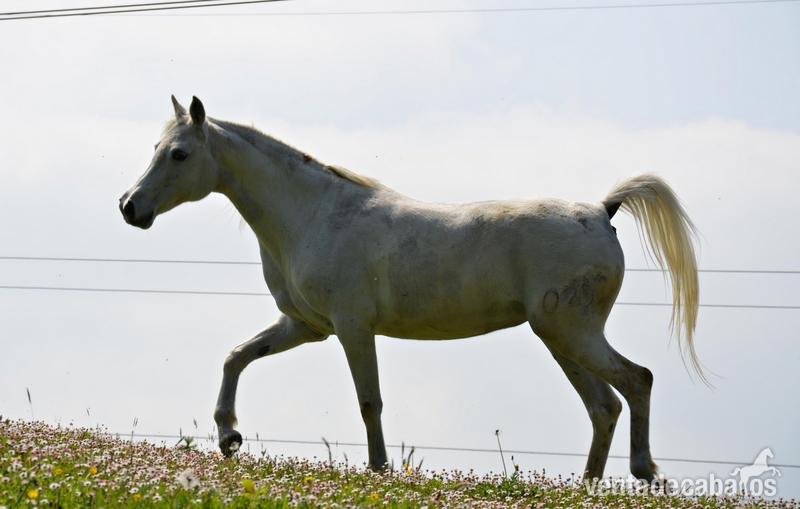 yeguas potros y potras - Caballos Árabes